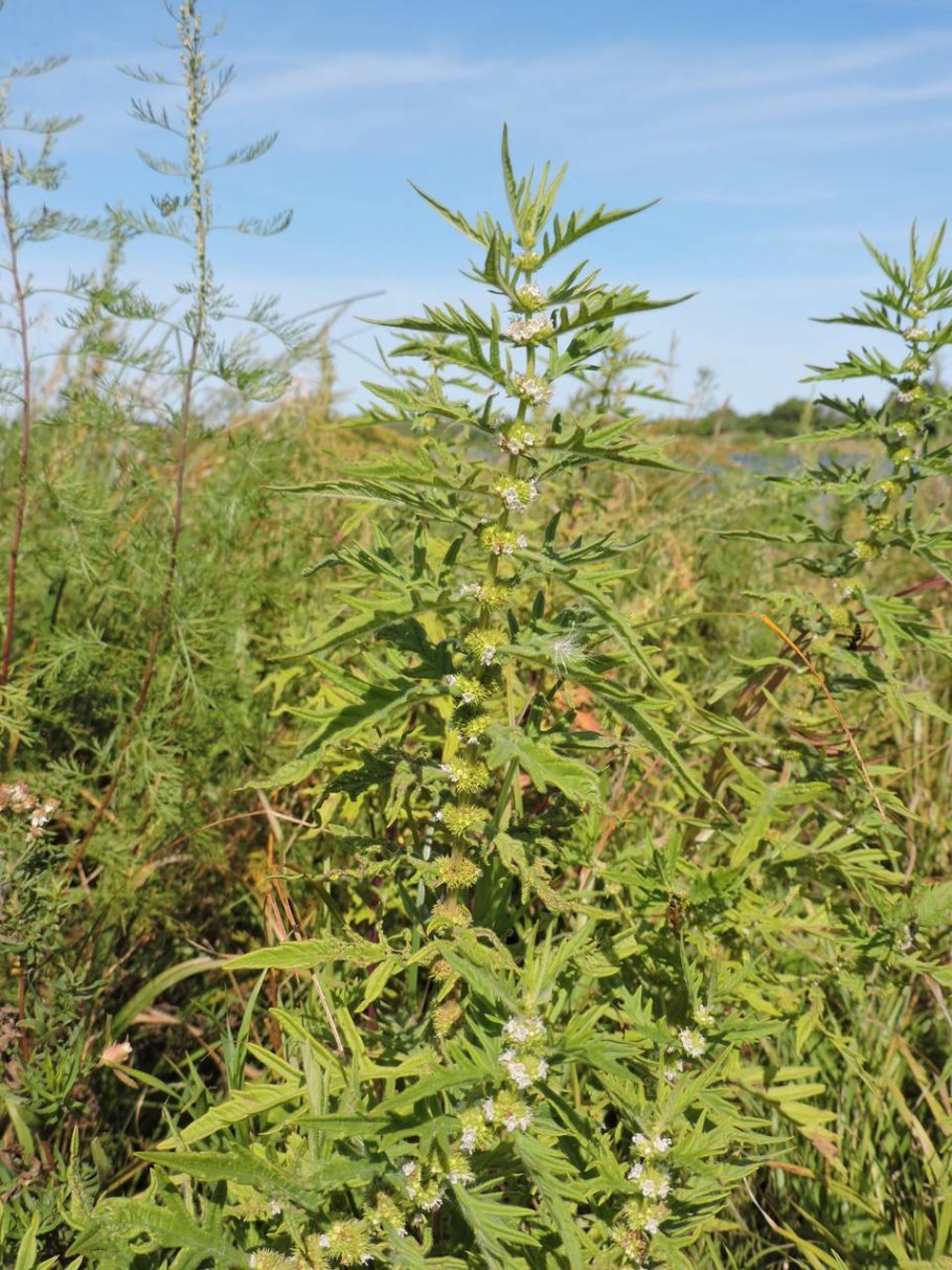 Зюзник одноцветковый