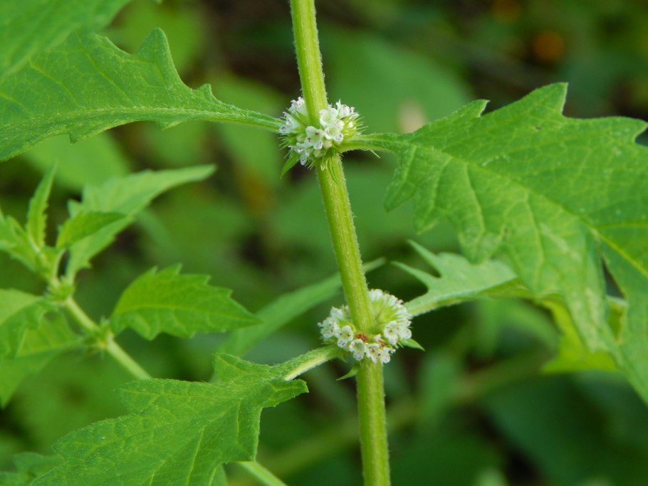 Зюзник Европейский