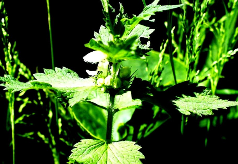 Пустырник Leonurus cardiaca