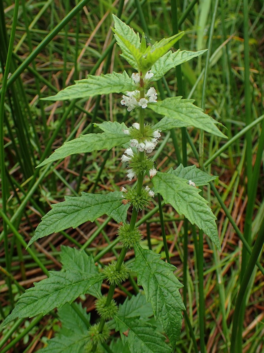 Зюзник Европейский