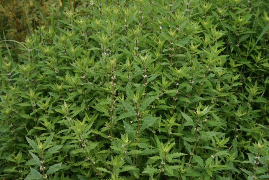 Lycopus europaeus