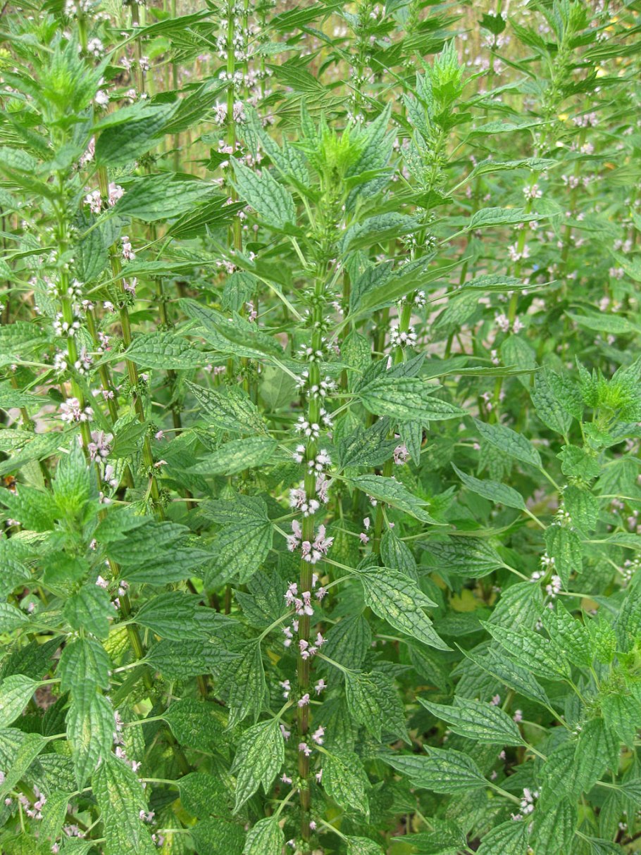 Пустырник пятилопастный