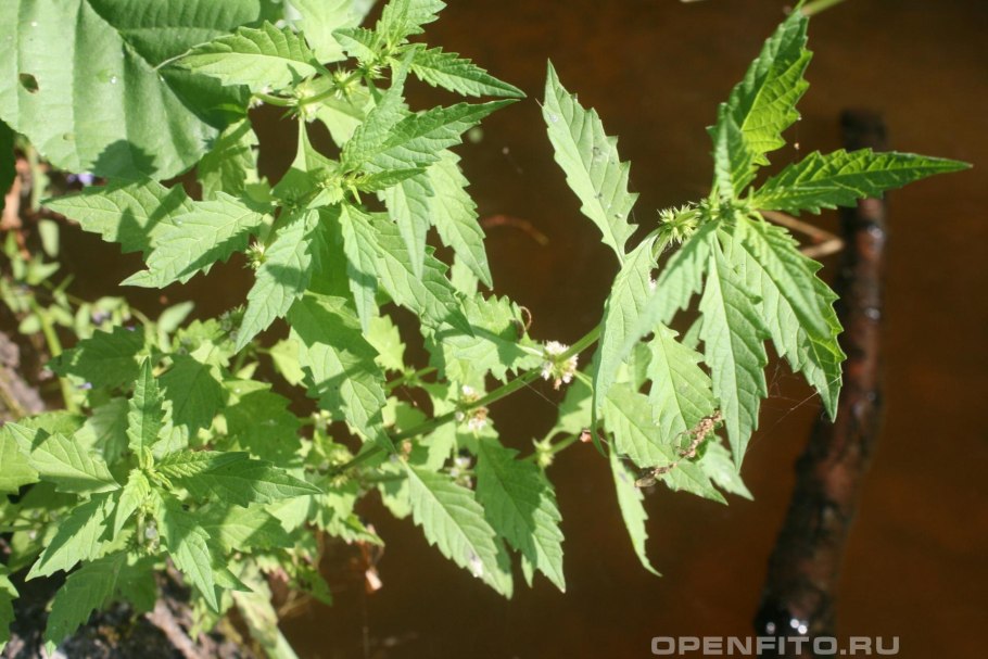 Зюзник виргинский