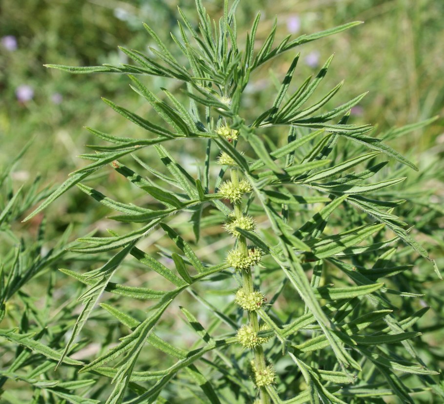 Зюзник обыкновенный