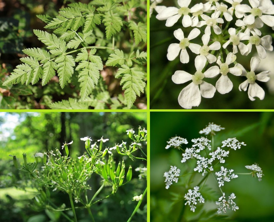 Сельдерейные зонтичные