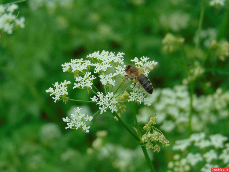 Зонтичные тмин