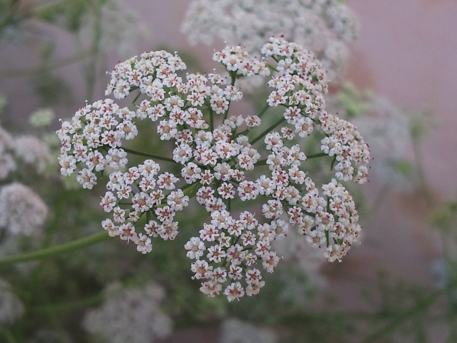 Борщевик Мантегацци Heracleum mantegazzianum