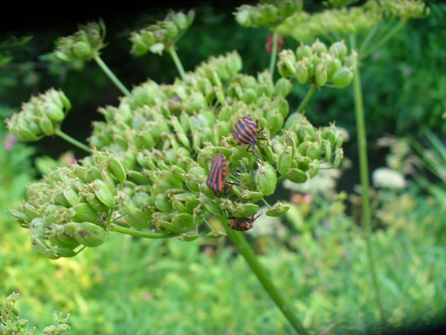 Клоп щитник полосатый