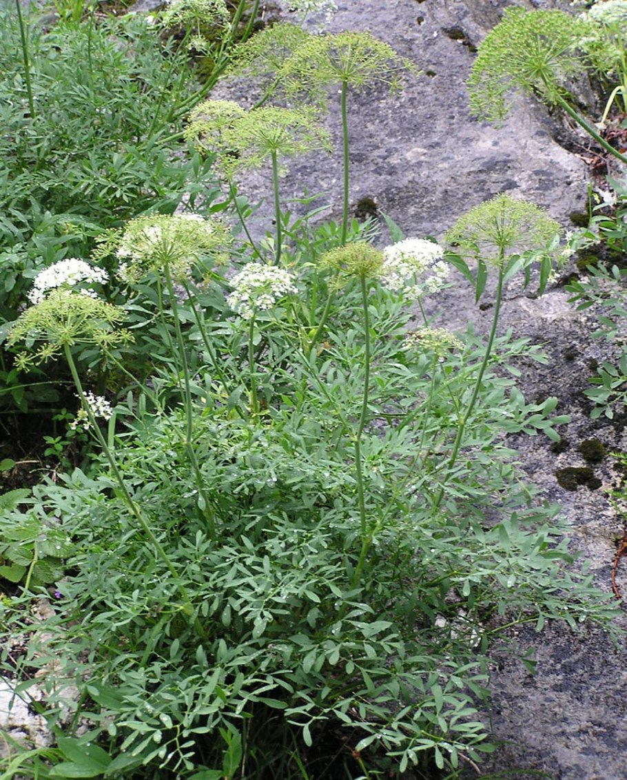 Peucedanum morisonii