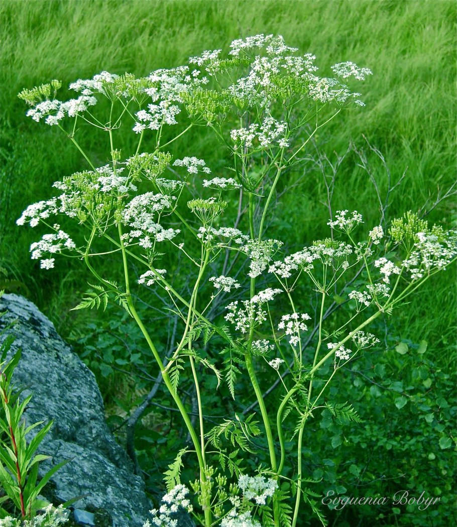 Зонтичные морковник