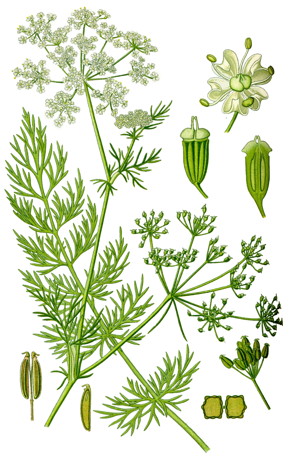 Борщевик Сибирский - (Heracleum sibiricum