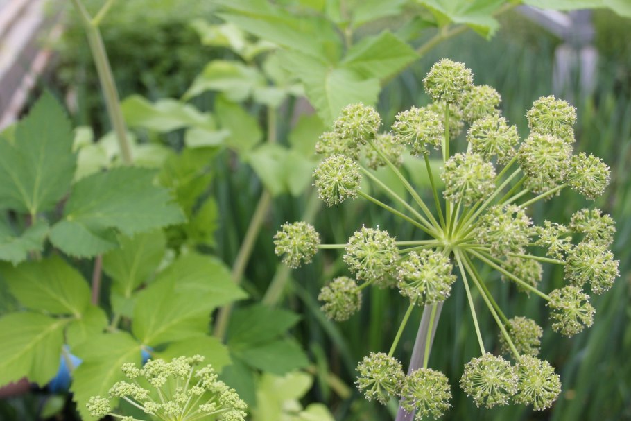 Тмин обыкновенный (Carum Carvi)