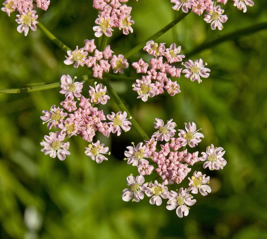Petroselinum crispum