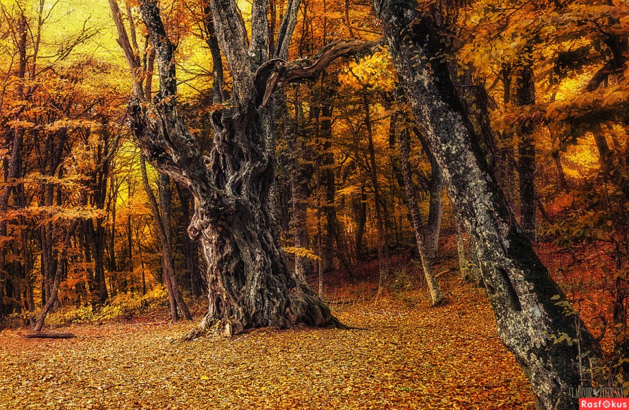 Буковые леса Калининградской области