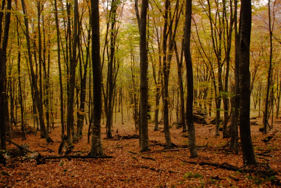 Буковый лес на Ставропольском крае