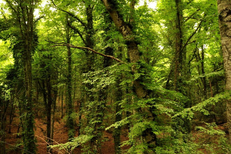 Адыгея Буково пихтовые леса