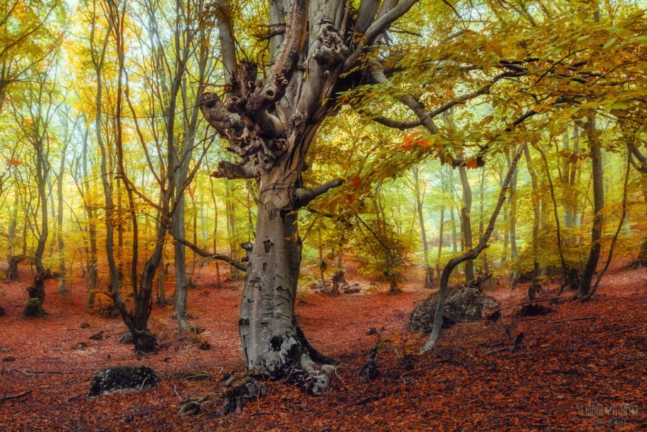 Широколиственные леса Южной Кореи