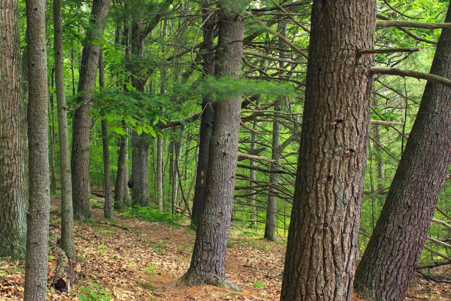 Сибирская лиственница кора