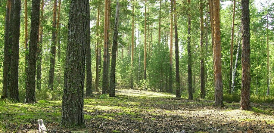 Дубовые леса Крыма Крыма