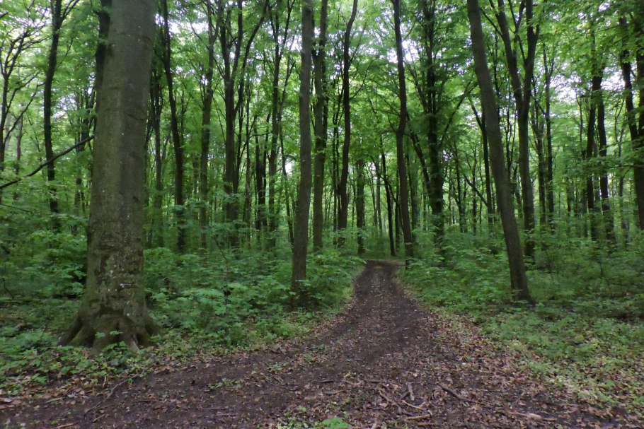 Лес бёкескуген Норвегии