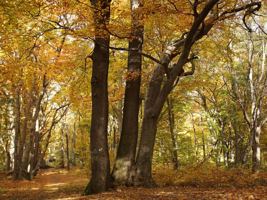 Широколиственные леса граб
