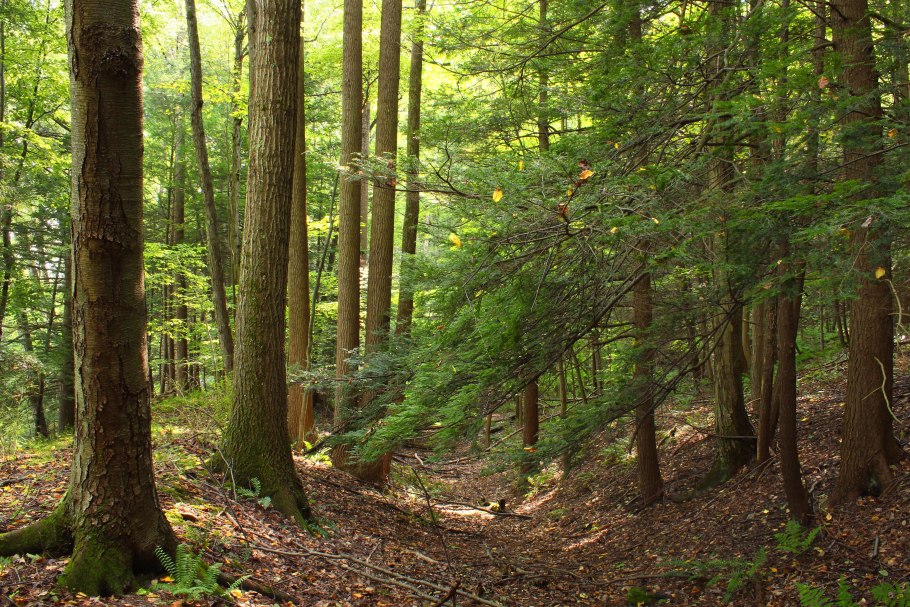 Дубово-буковые леса Норвегии