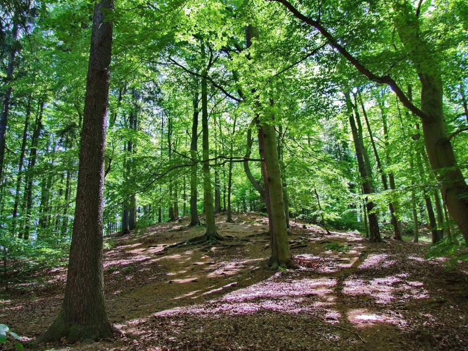 Сочинский национальный парк буковые леса