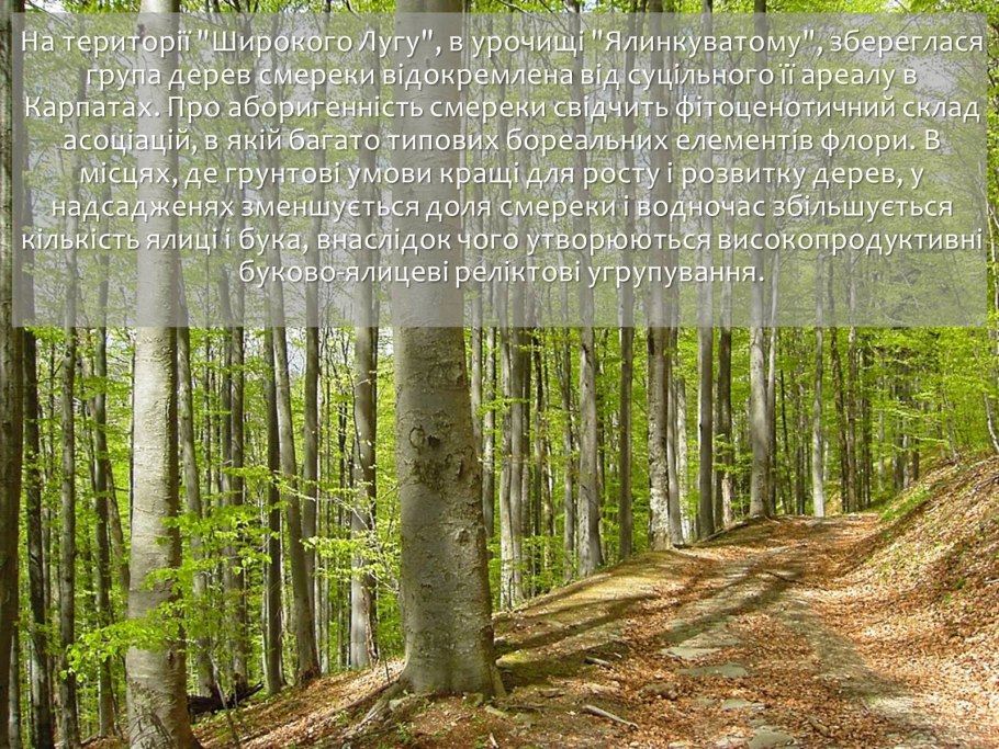 Крым буковый лес лес