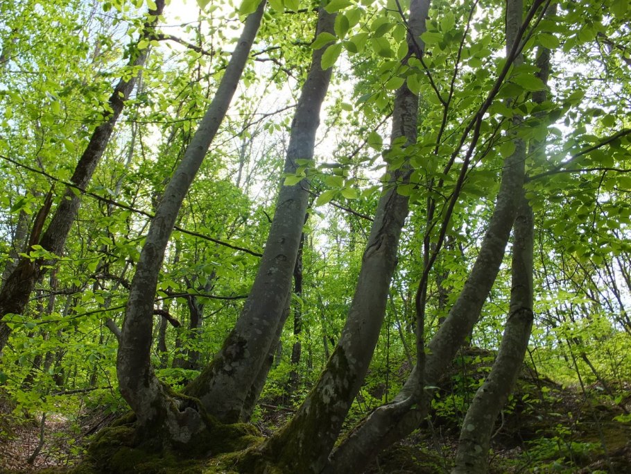 Бук восточный – fagus orientalis