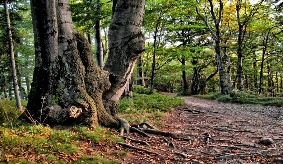 Кавказский заповедник лес Пихтовый