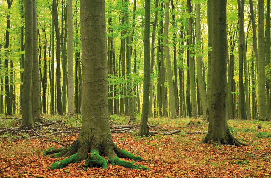 Хвойно-широколиственный лес