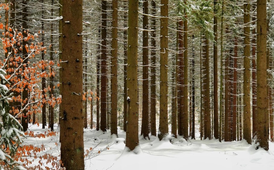 Буковые леса Дании