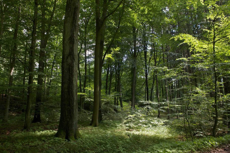 Смешанный Елово широколиственный лес