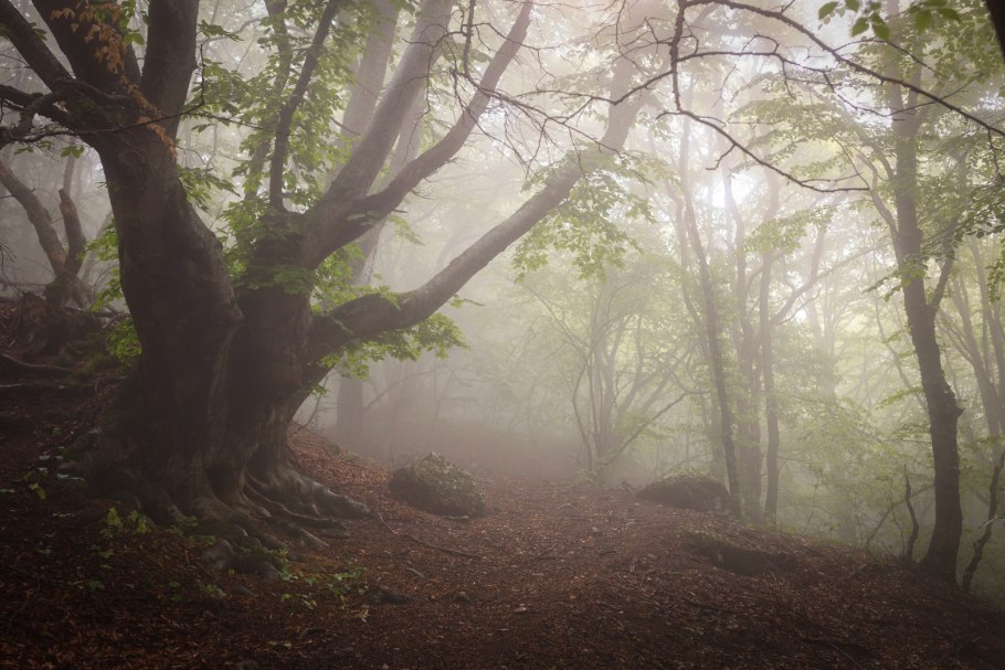 Бук Крымский