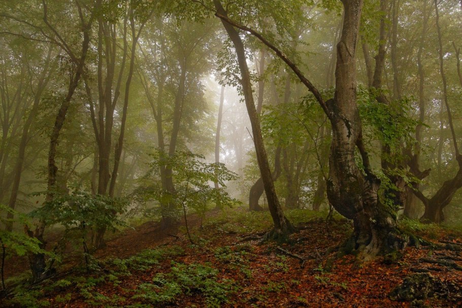 Дубово буковые леса Австрии