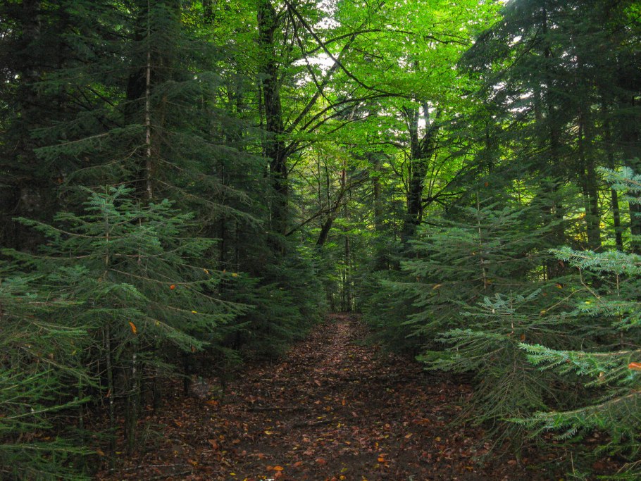 Буковый лес лагерь