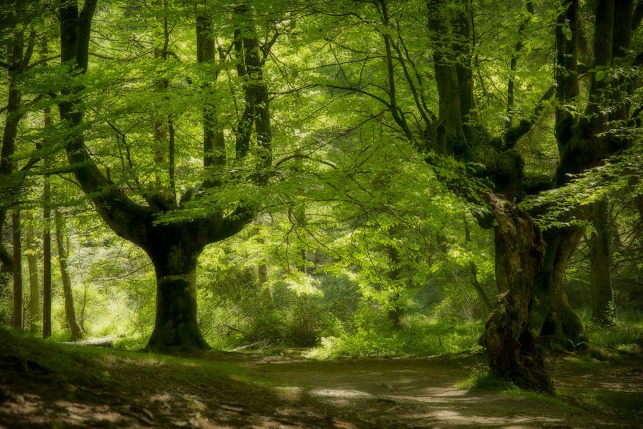 Буковый лес новой Зеландии