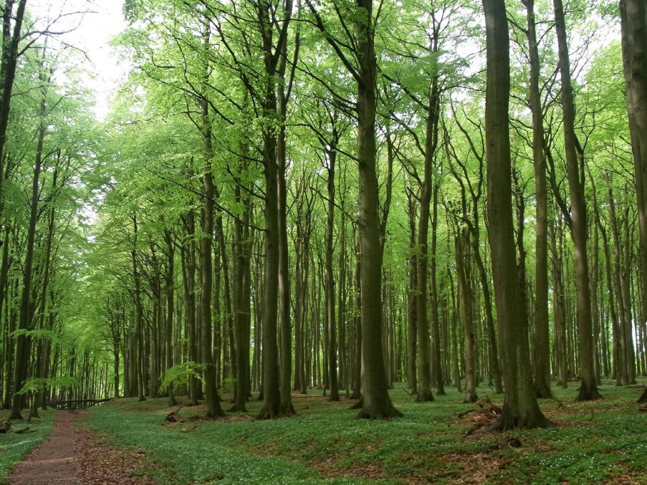 Елово-широколиственные смешанные леса