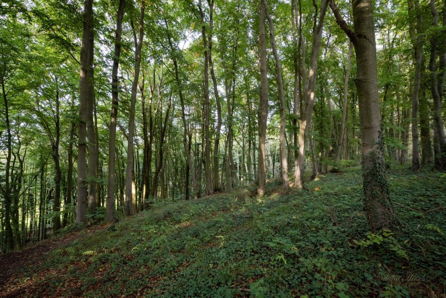 Бук широколиственный лес