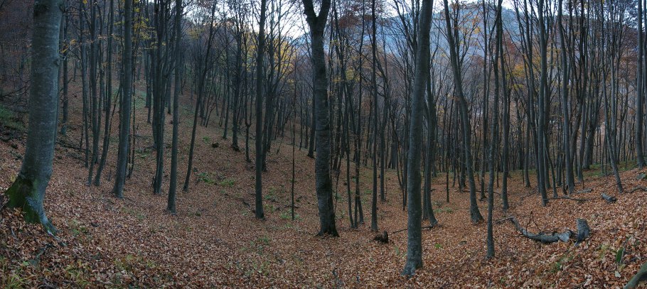 Дубово-буковый лес Великобритания