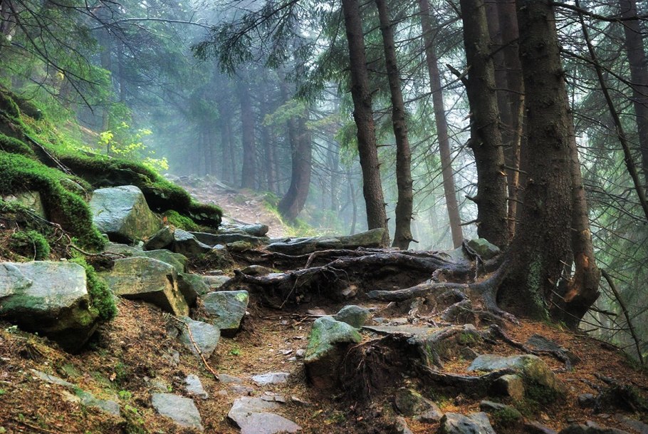 Самшит колхидский реликтовый лес