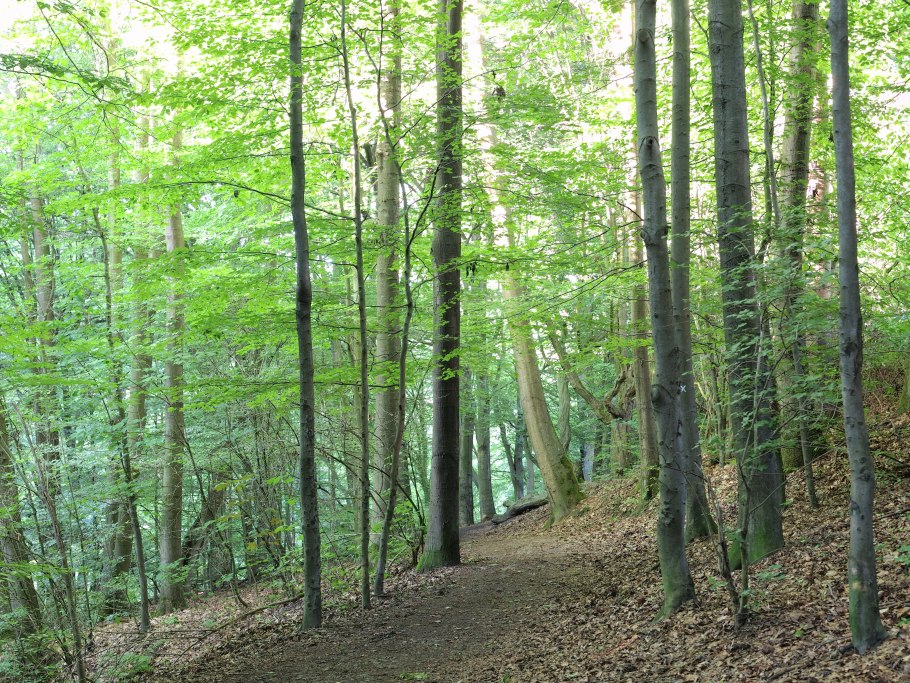 Хвойно-широколиственные леса Семиловского лесничества