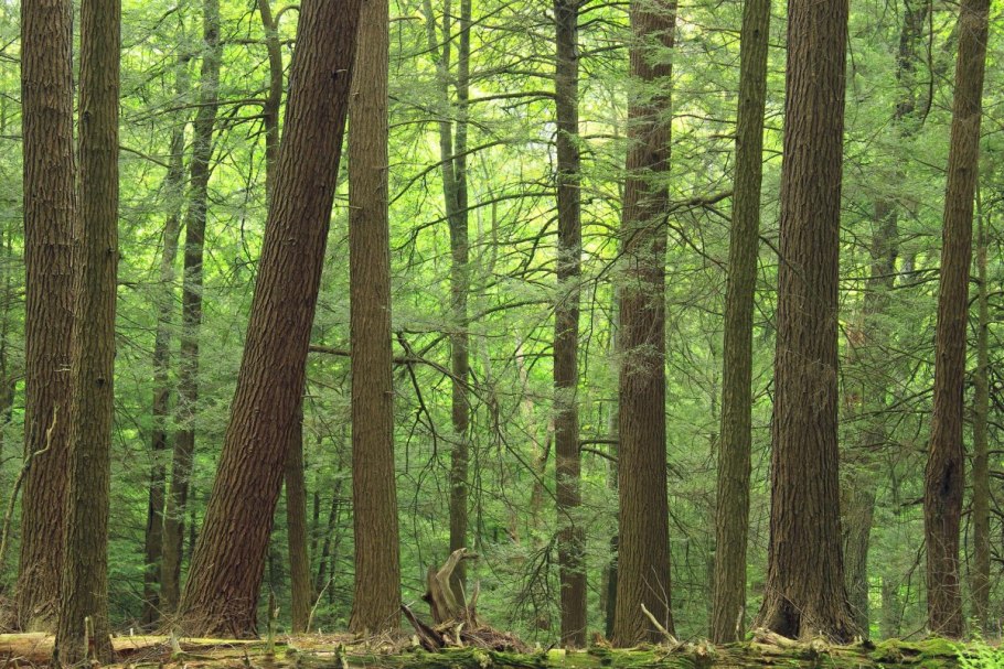 Хвойно-широколиственный лес