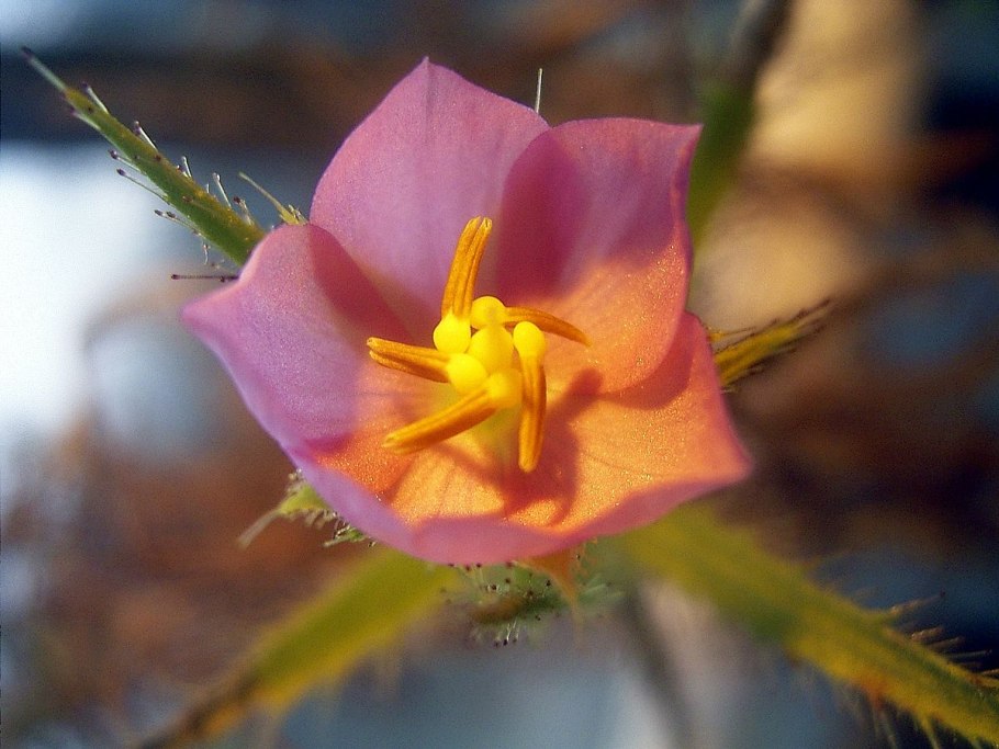 Roridula Gorgonias