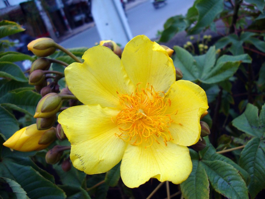 Cochlospermum vitifolium