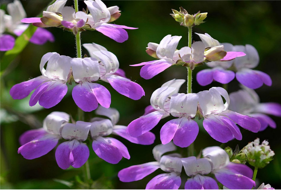 Коллинсия незнакомка