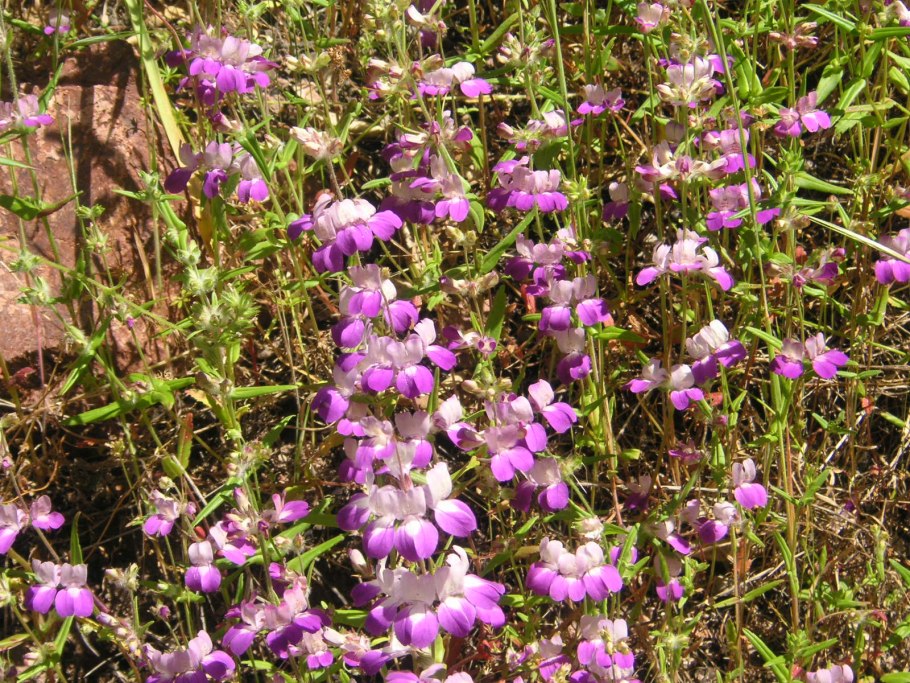 Фото Схизаны мозолистой
