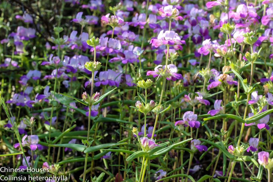 Коллинсия узколистная
