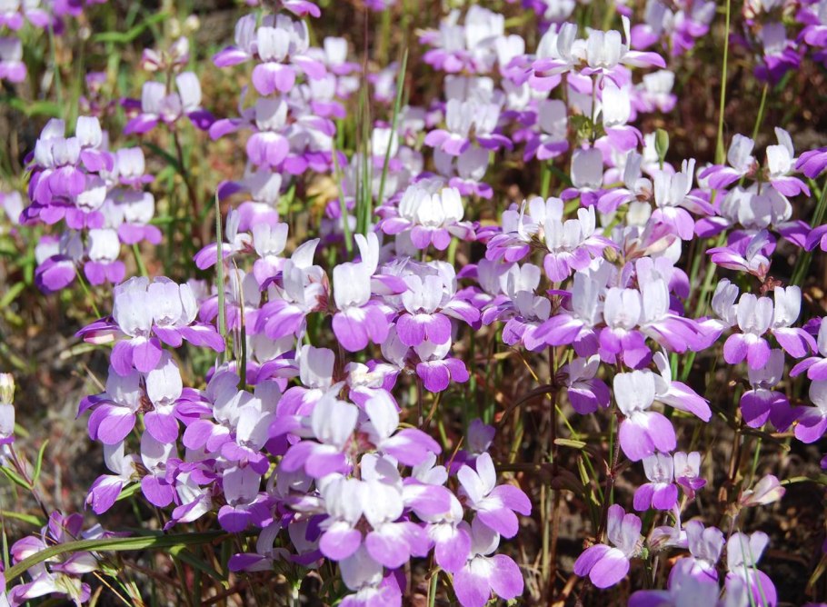 Коллинсия разнолистная чинайзхаузес