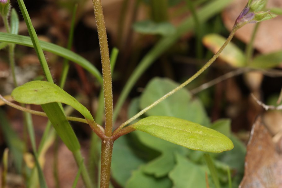 Коллинсия посадка и уход в открытом грунте фото
